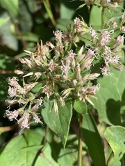 Mikania scandens
