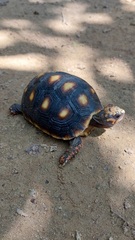 Chelonoidis carbonarius