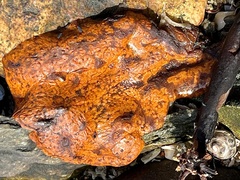 Botrylloides violaceus