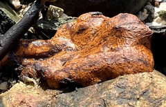 Botrylloides violaceus