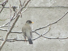 Turdus falcklandii