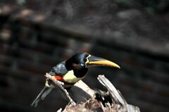 Pteroglossus castanotis