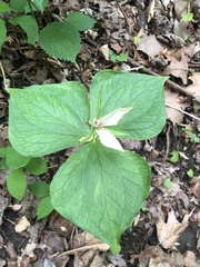 Trillium