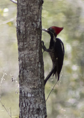 Campephilus guatemalensis