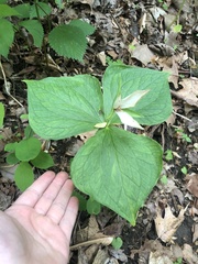 Trillium