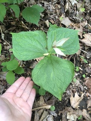 Trillium