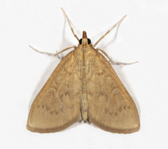 Framinghamia helvalis