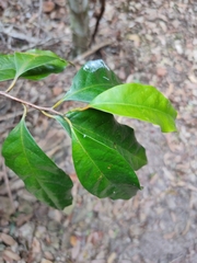 Cryptocarya macdonaldii