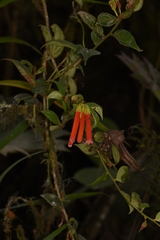 Macleania bullata