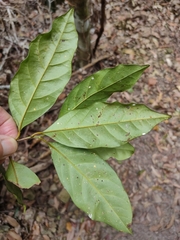 Cryptocarya macdonaldii