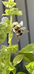 Bombus impatiens
