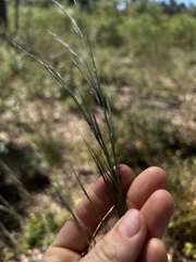 Aristida condensata