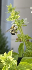 Bombus impatiens