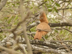 Pseudoseisura lophotes