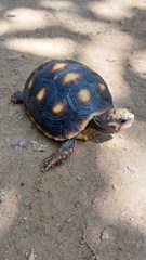 Chelonoidis carbonarius