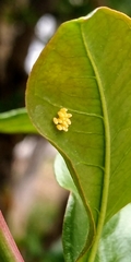 Adalia deficiens