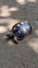 Chelonoidis carbonarius