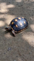 Chelonoidis carbonarius