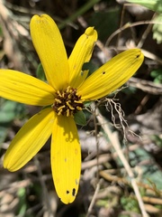 Coreopsis major