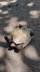 Chelonoidis carbonarius