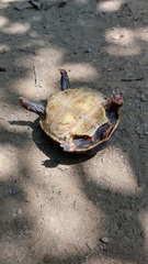 Chelonoidis carbonarius