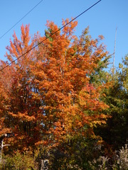Acer