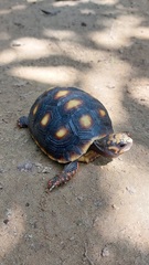 Chelonoidis carbonarius