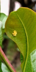 Adalia deficiens