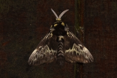 Megalopyge