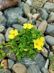 Oxalis megalorrhiza