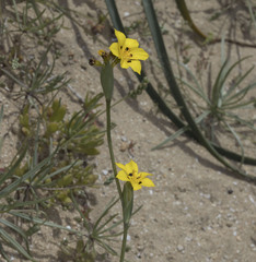 Sisyrinchium graminifolium