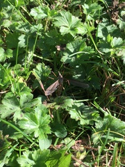 Tipula
