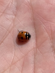 Coccinella transversoguttata