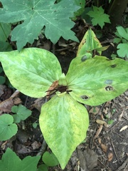 Trillium cuneatum