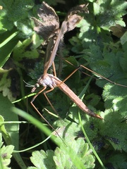 Tipula