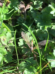 Tipula