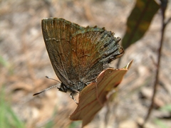Callophrys irus