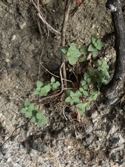 Brickellia californica