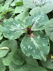 Trillium cuneatum