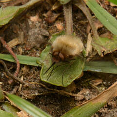 Bombyliini