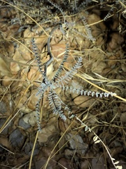 Astragalus trichopodus antisellii