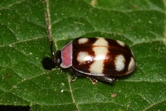 Alagoasa trifasciata