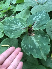Trillium cuneatum