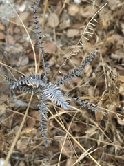 Astragalus trichopodus antisellii