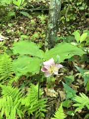 Trillium catesbaei