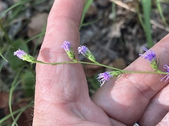 Liatris microcephala