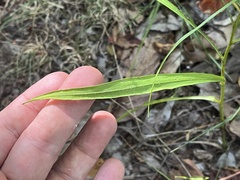 Liatris microcephala