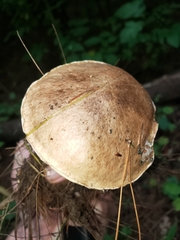 Suillus acidus