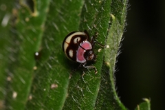 Alagoasa trifasciata