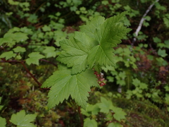 Ribes laxiflorum